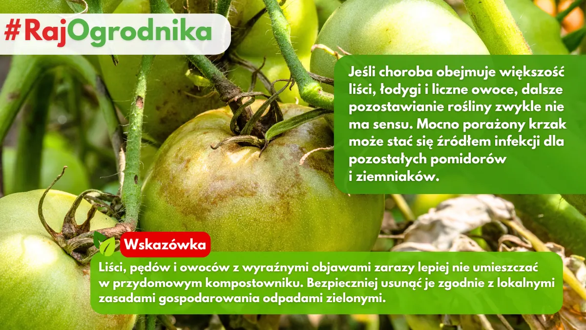 Gdzie usuwać krzaki i owoce pomidora z zarazą ziemniaczaną blog sklep rajogrodnika